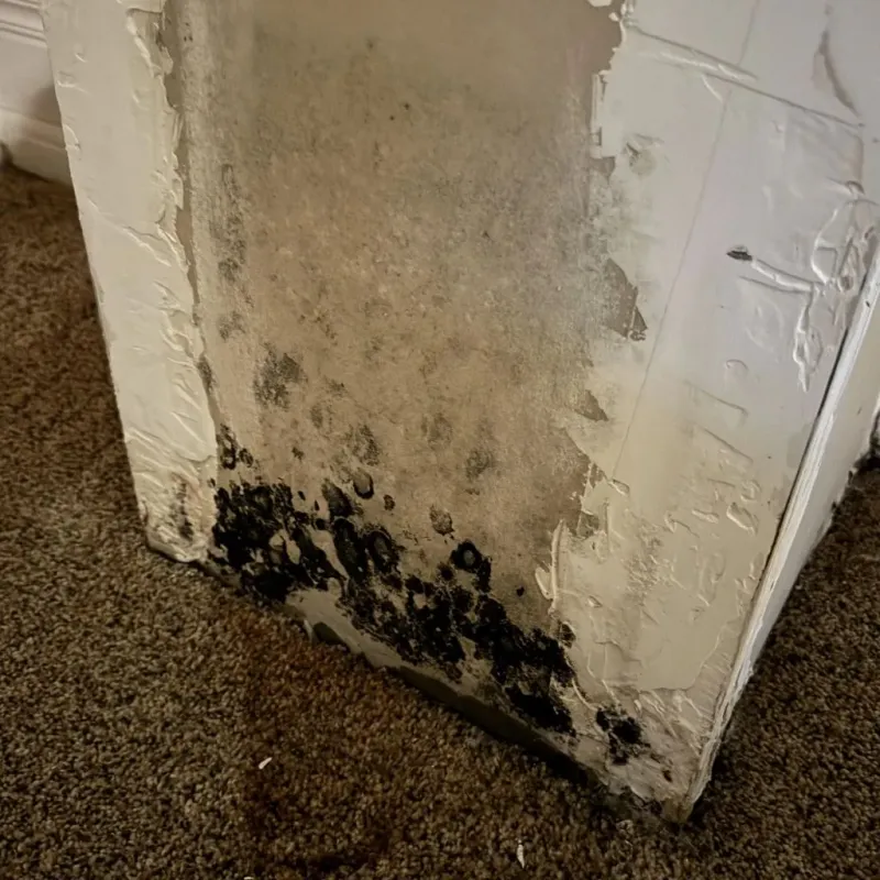 Professional Mold Removal in Terrytown, NE